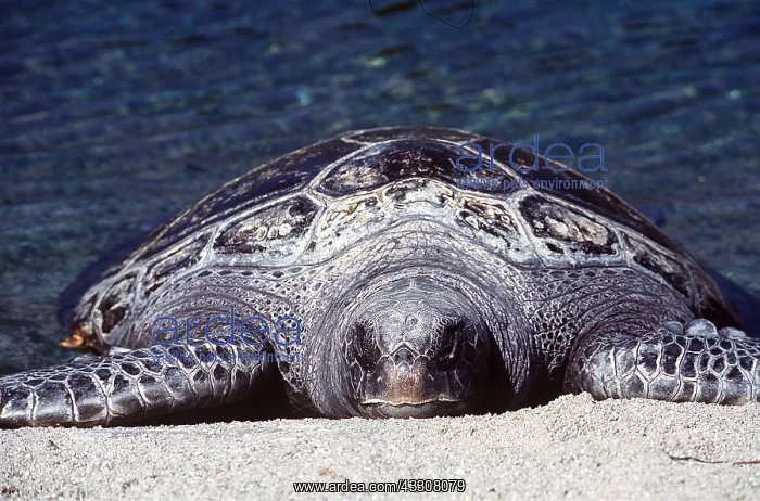 : GREEN TURTLE LEAVING SEA : GREEN TURTLE LEAVING SEA
