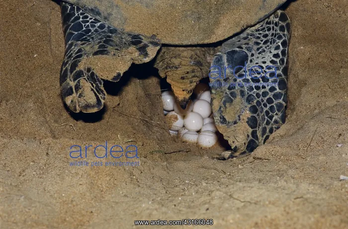: Green Turtle at Nest : Green Turtle at Nest