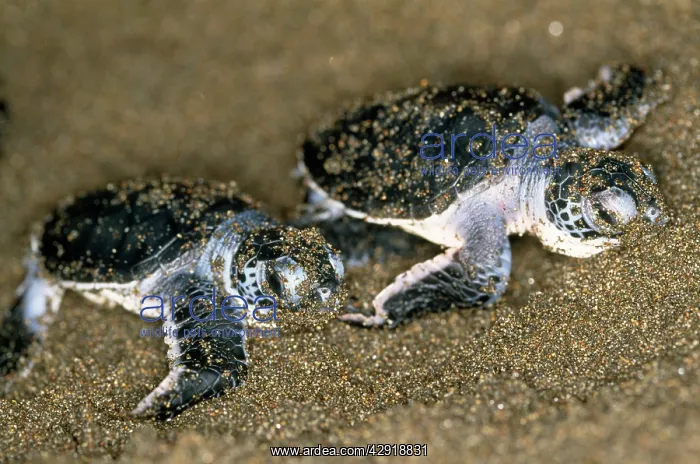 : Green TURTLE - pair of hatchlings, close up : Green TURTLE - pair of hatchlings, close up