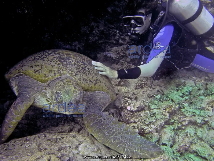 : Green Turtle - a researcher checking on a female : Green Turtle - a researcher checking on a female