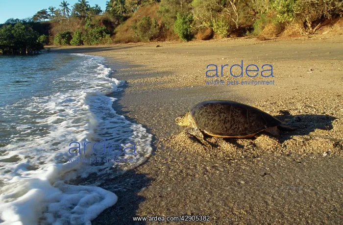 : Green Turtle - Returning to sea after egg laying : Green Turtle - Returning to sea after egg laying