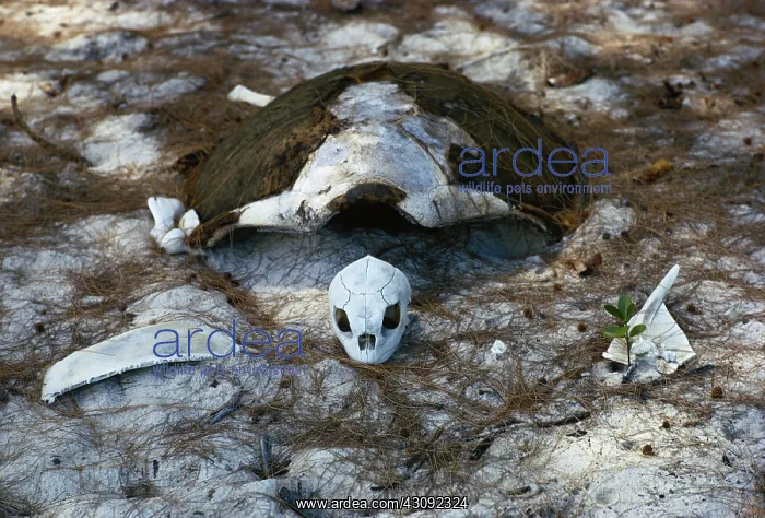 : Green Turtle skeleton : Green Turtle skeleton