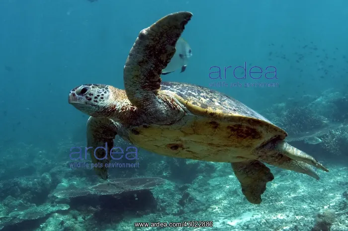 : Green Turtle swimming
