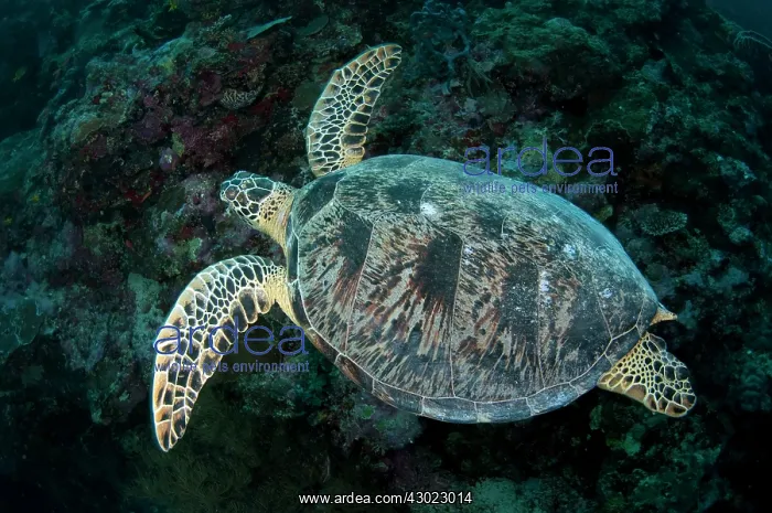  : Green Turtle swimming