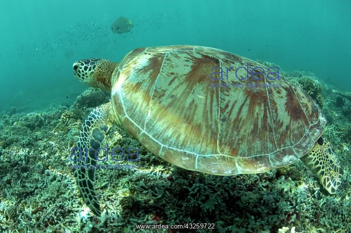  : Green Turtle swimming