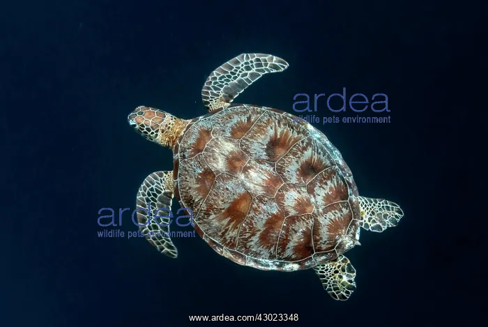  : Green Turtle swimming in blue water