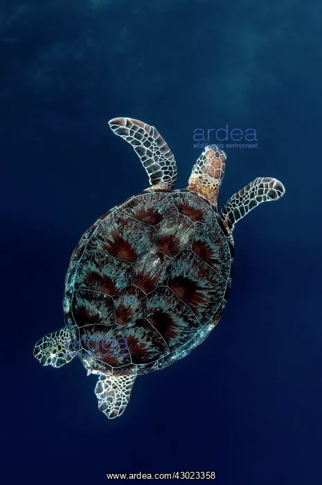  : Green Turtle swimming in blue water
