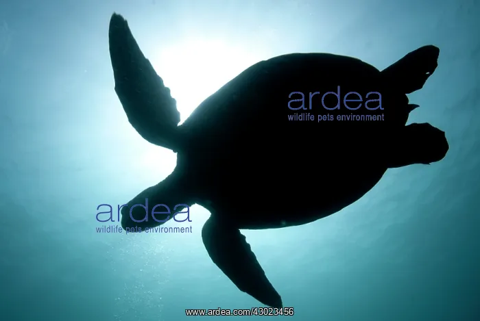 : Green Turtle swimming in blue water in silhouette : Green Turtle swimming in blue water in silhouette