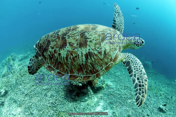 : Green Turtle swimming over damaged coral : Green Turtle swimming over damaged coral