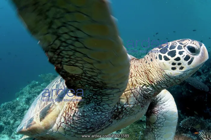  : Green Turtle swimming over reef