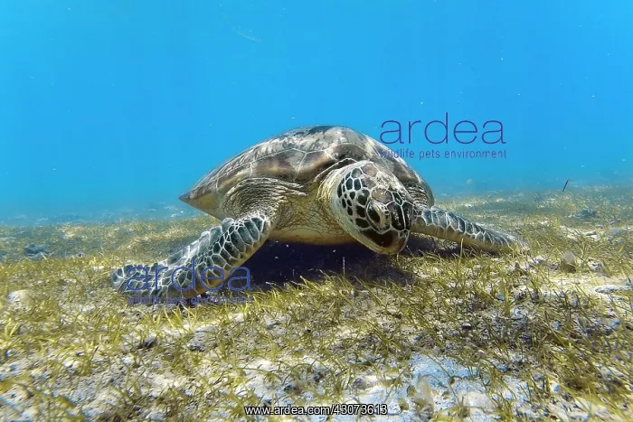 : Green turtle swimming on seagrass, Indian Ocean : Green turtle swimming on seagrass, Indian Ocean