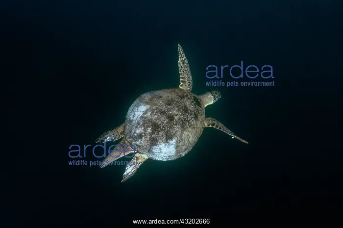 : Green Turtle - swimming - Sipadan Island, Sabah : Green Turtle - swimming - Sipadan Island, Sabah