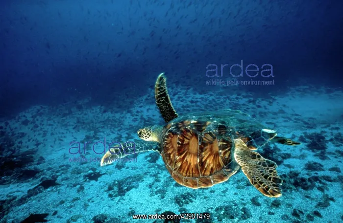 : GREEN TURTLE - swimming underwater : GREEN TURTLE - swimming underwater