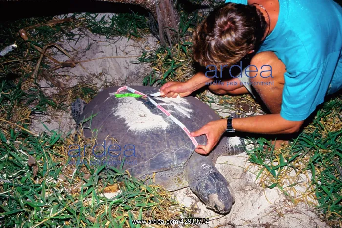 : Green turtle - under threat around the world and : Green turtle - under threat around the world and