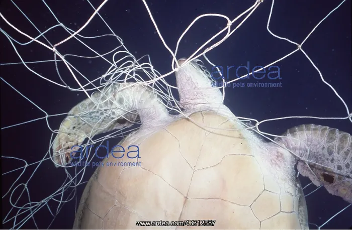: Green Turtle trapped in net : Green Turtle trapped in net