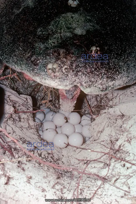 : Green Turtle - Turtle is laying eggs in a hole : Green Turtle - Turtle is laying eggs in a hole