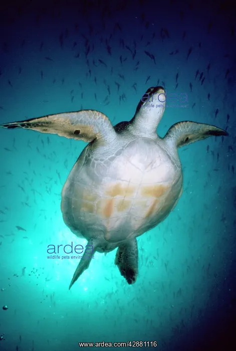 : Green Turtle - underside : Green Turtle - underside