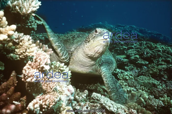 : GREEN TURTLE - underwater : GREEN TURTLE - underwater