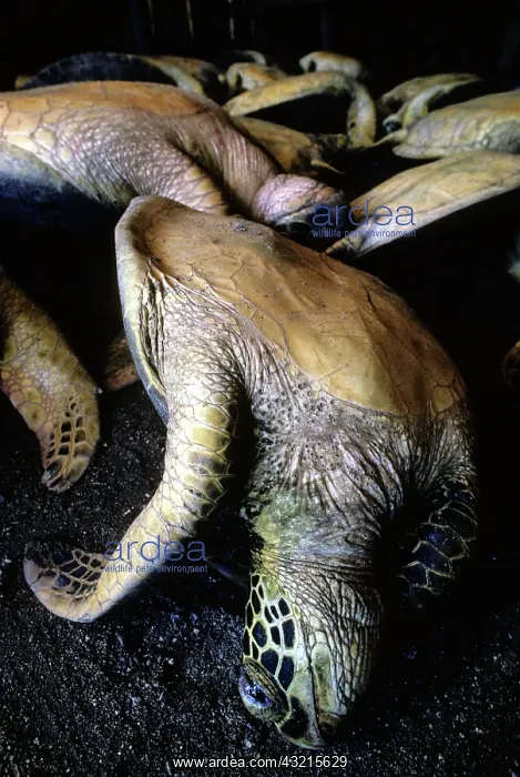 : Green Turtles caught for a village feast : Green Turtles caught for a village feast