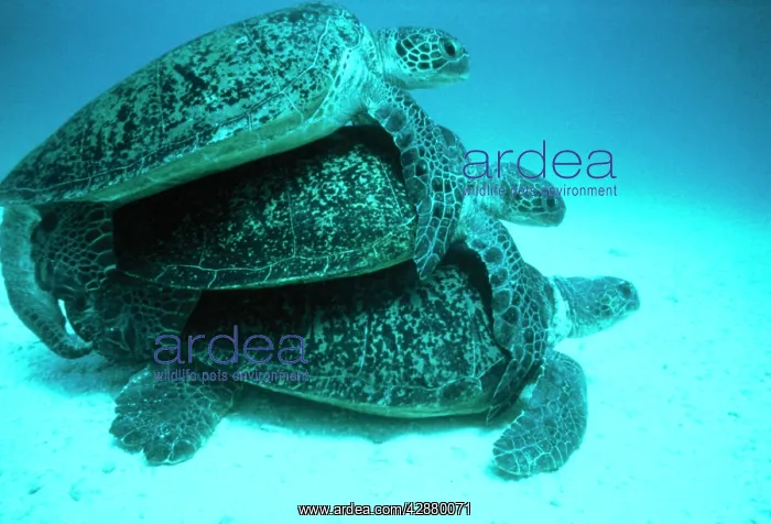 : GREEN TURTLES MATING : GREEN TURTLES MATING