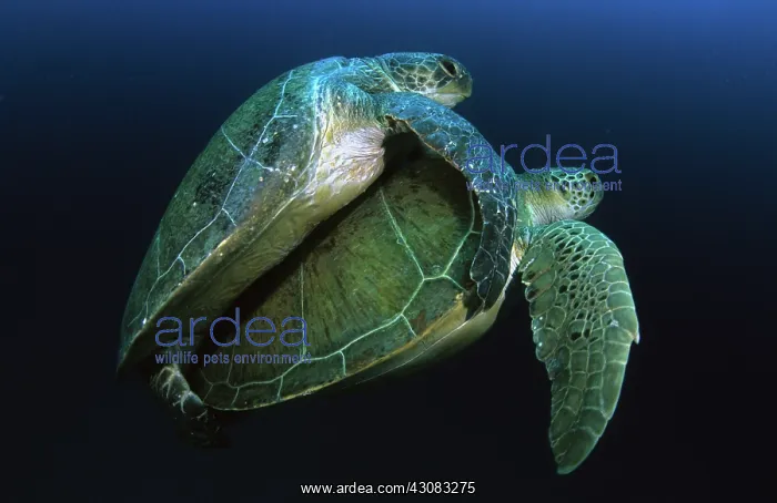 : Green Turtles Mating : Green Turtles Mating