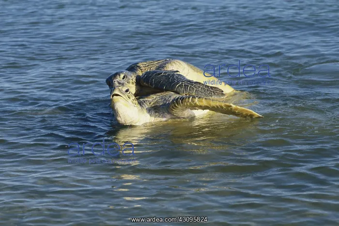 : Green Turtles Mating : Green Turtles Mating