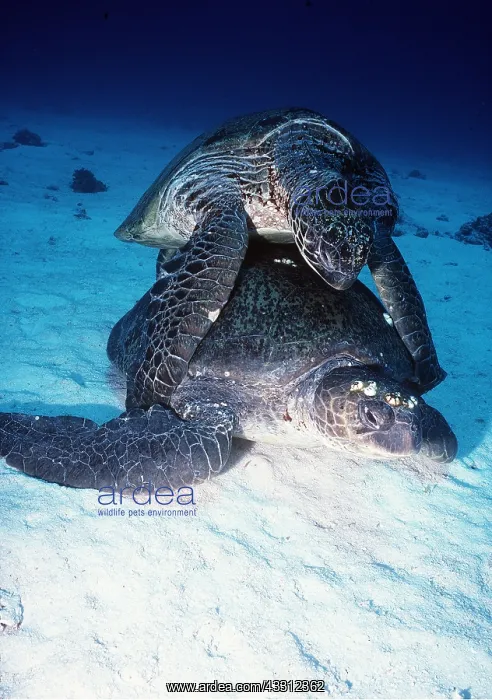 : GREEN TURTLES MATING : GREEN TURTLES MATING