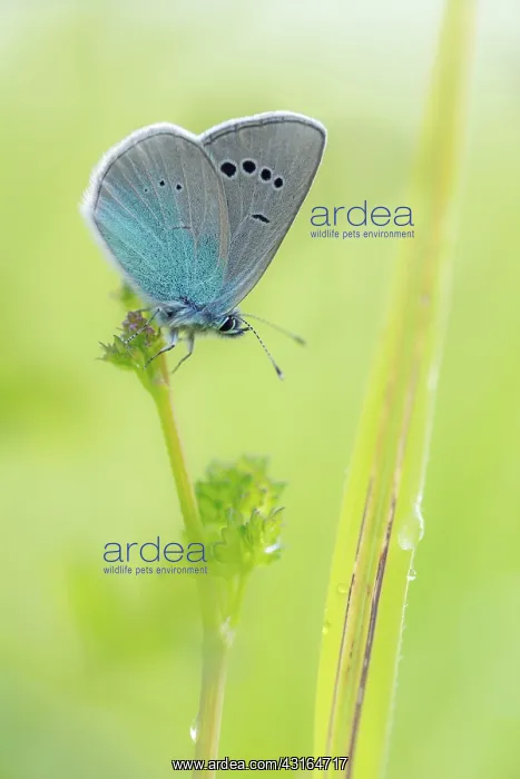 : Green-underside Blue : Green-underside Blue