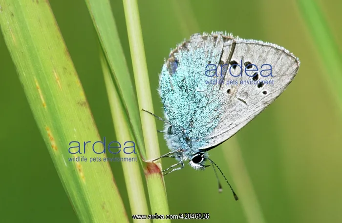 : Green-underside Blue Butterfly - on flower : Green-underside Blue Butterfly - on flower