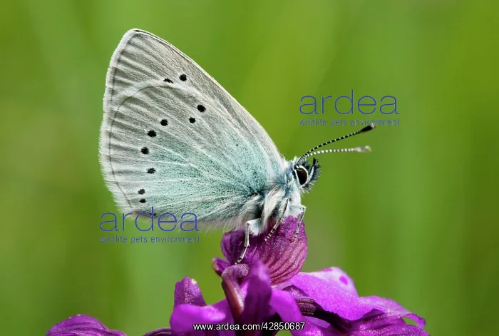 : Green-underside Blue butterfly - on a Green-winged : Green-underside Blue butterfly - on a Green-winged