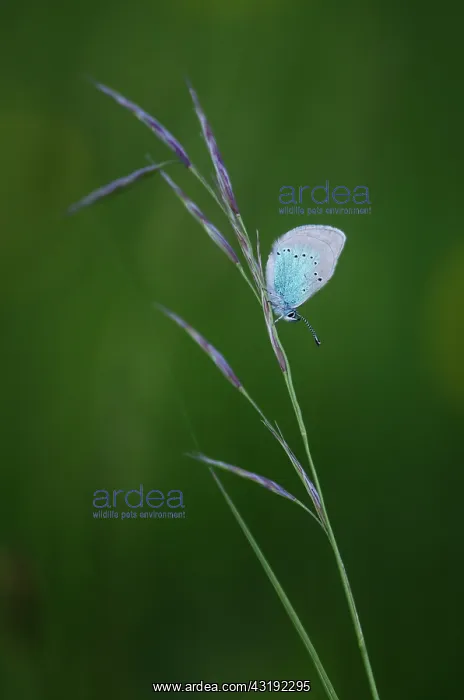 : Green-underside Blue (Glaucopsyche alexis) - Bourgogne : Green-underside Blue (Glaucopsyche alexis) - Bourgogne