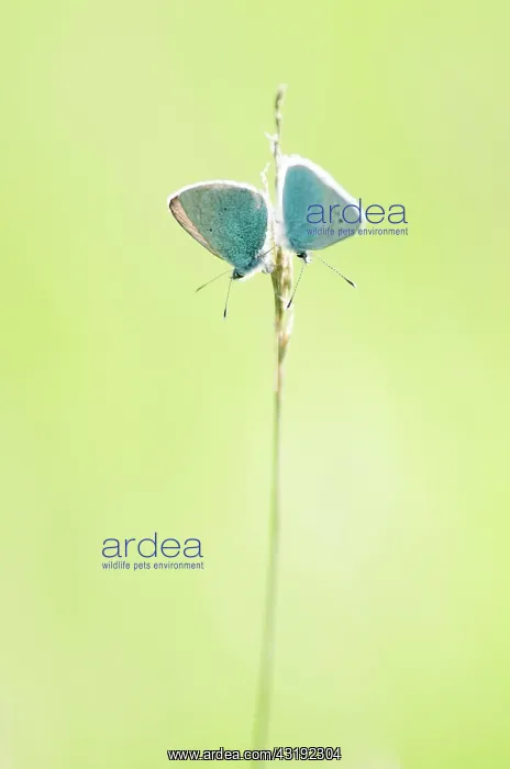 : Green-underside Blues (Glaucopsyche alexis) - Bourgogne : Green-underside Blues (Glaucopsyche alexis) - Bourgogne
