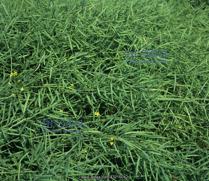 : Green unripe Canola seedpods : Green unripe Canola seedpods