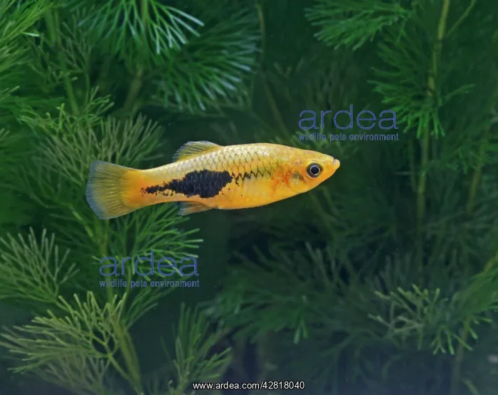 : Green variatus platy - female side view : Green variatus platy - female side view