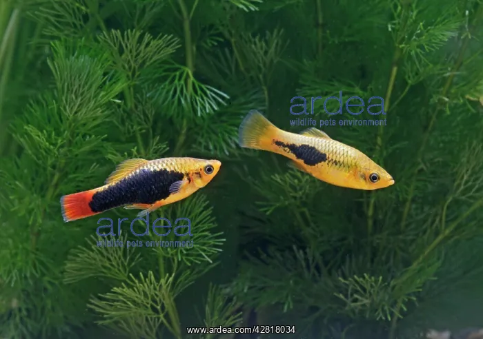 : Green variatus platy - pair side view : Green variatus platy - pair side view