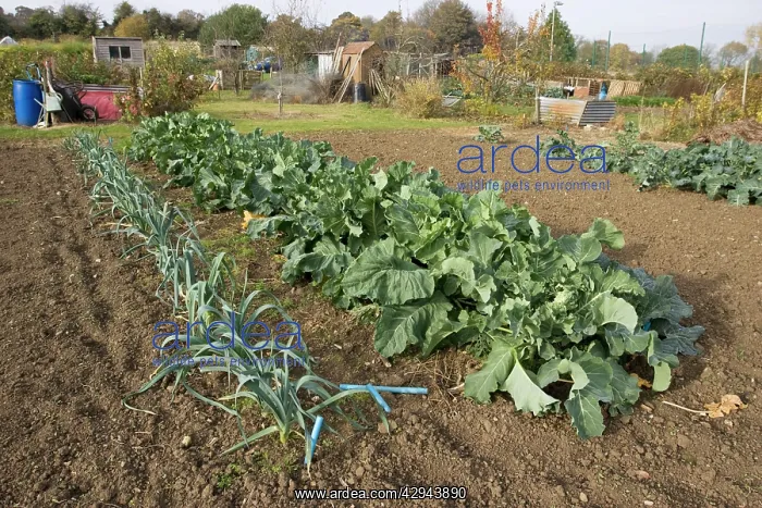 : Green vegetables cabbages and leeks growing on : Green vegetables cabbages and leeks growing on
