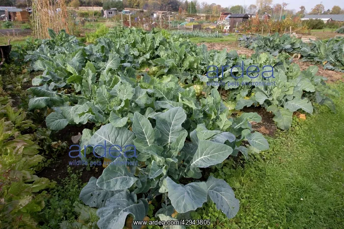 : Green vegetables growing on local allotment near : Green vegetables growing on local allotment near