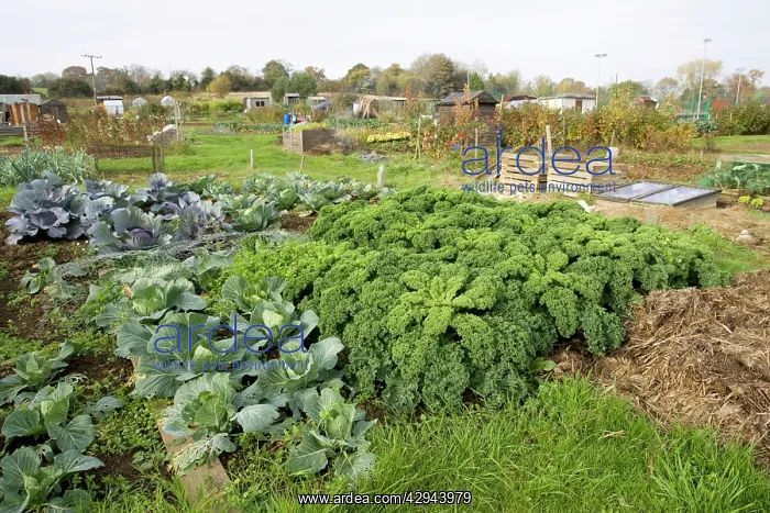 : Green vegetables growing on local allotment near : Green vegetables growing on local allotment near