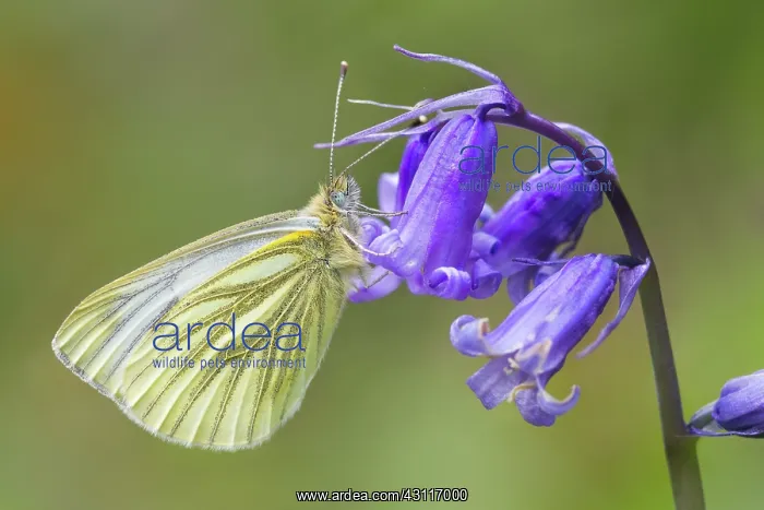 : Green-veined White : Green-veined White