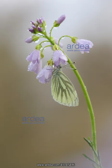 : Green-veined White : Green-veined White