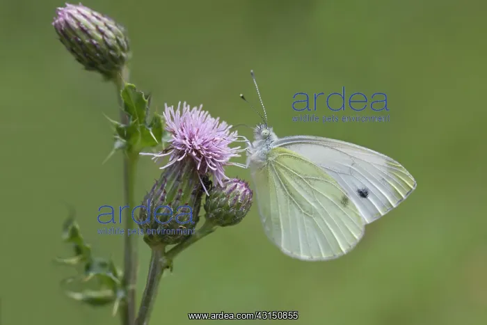 : Green-veined White : Green-veined White