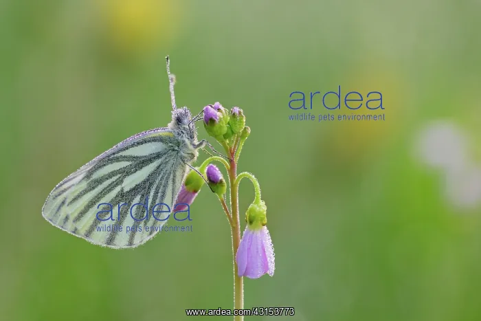 : Green-veined White : Green-veined White
