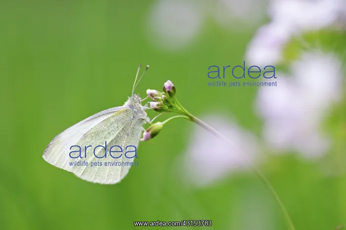  : Green-veined White