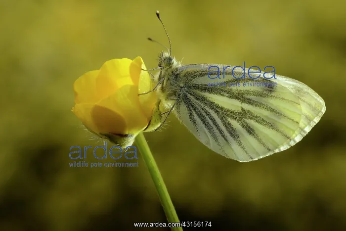 : Green-veined White : Green-veined White