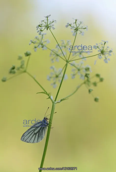 : Green-veined White : Green-veined White