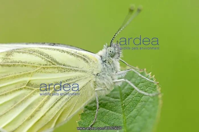 : Green-veined White : Green-veined White