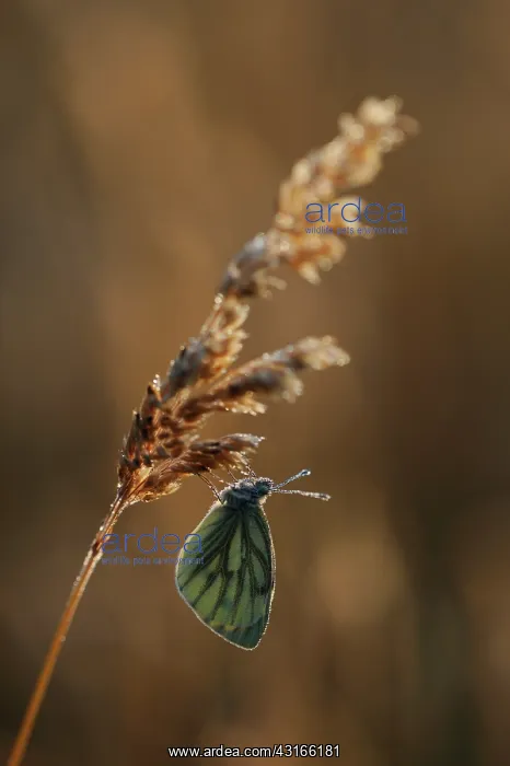 : Green-veined White : Green-veined White