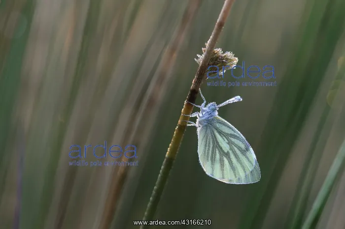 : Green-veined White : Green-veined White