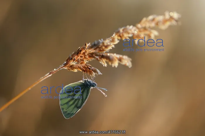 : Green-veined White : Green-veined White