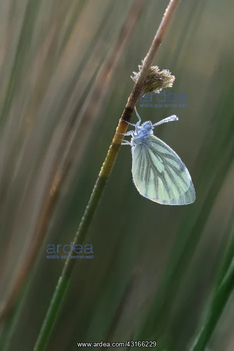 : Green-veined White : Green-veined White